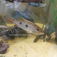Satanoperca daemon