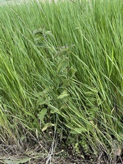 Urtica galeopsifolia