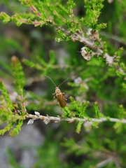 Cantharis figurata