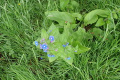 Pentaglottis sempervirens