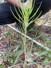 Liatris gracilis