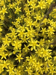 Sedum acre