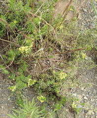 Galium capense capense
