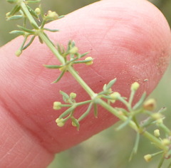 Galium capense capense