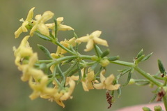 Galium capense capense