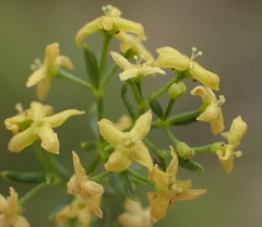 Galium capense capense