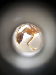 Anoplolepis gracilipes