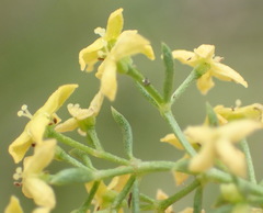 Galium capense capense