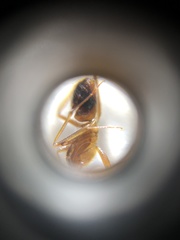 Anoplolepis gracilipes