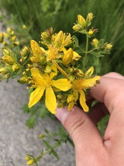 Hypericum perforatum
