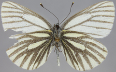 Pieris angelika