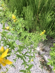 Hypericum perforatum