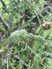Dactylis glomerata