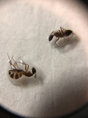 Anoplolepis gracilipes