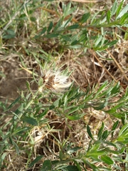 Baccharis linearifolia