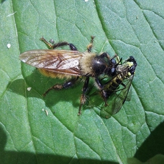 Laphria flava