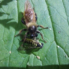 Laphria flava