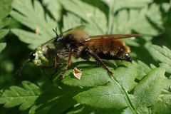 Laphria flava