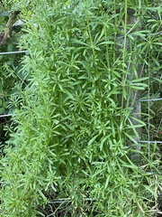 Galium aparine