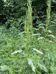 Rumex