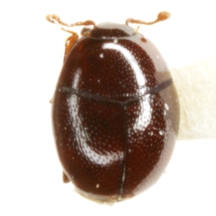 Acritus acaroides