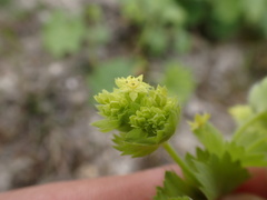 Alchemilla filicaulis vestita