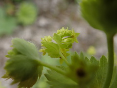 Alchemilla filicaulis vestita