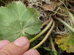 Alchemilla filicaulis vestita