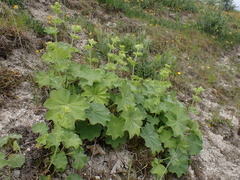 Alchemilla filicaulis vestita