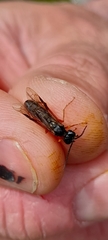 Tenthredo atra