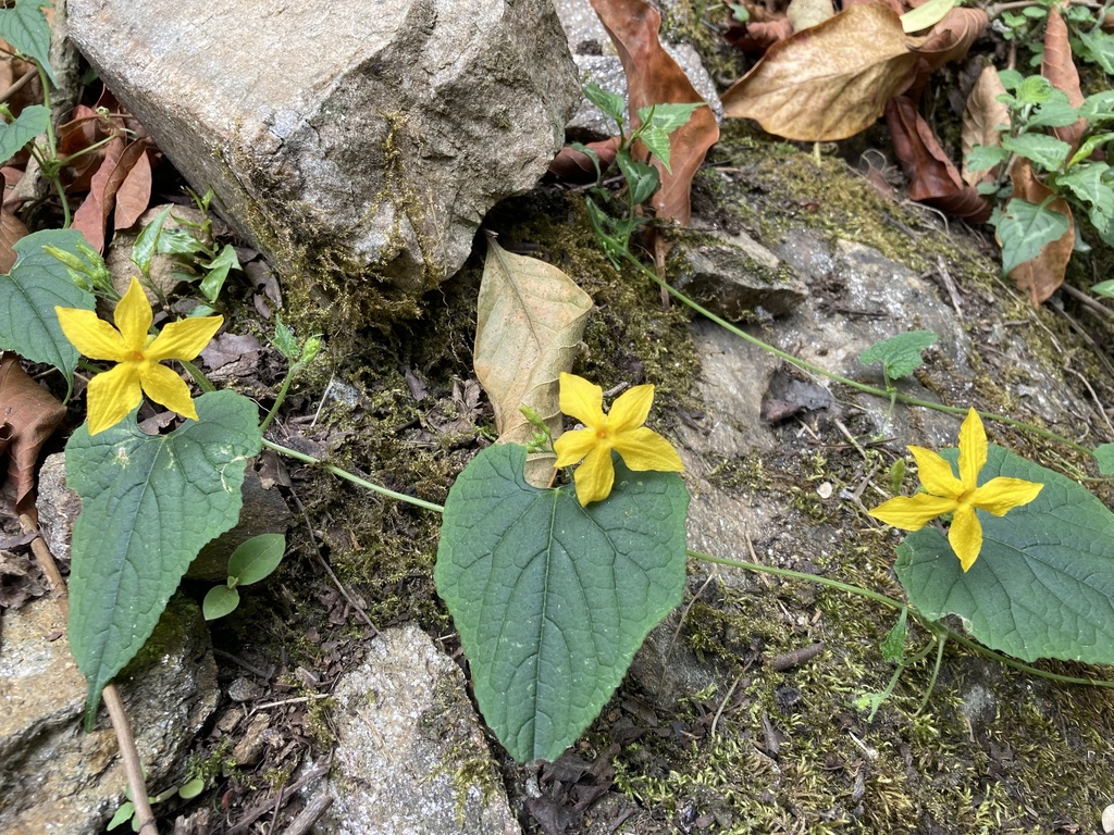 Herpetospermum darjeelingense