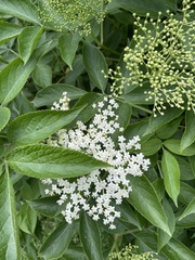 Sambucus nigra