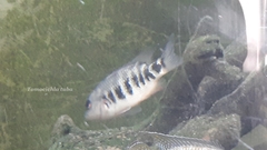 Tomocichla tuba