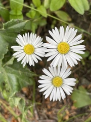 Bellis perennis