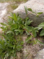 Solidago leiocarpa