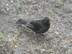 Turdus merula