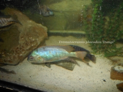 Trematocranus placodon