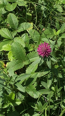 Trifolium alpestre