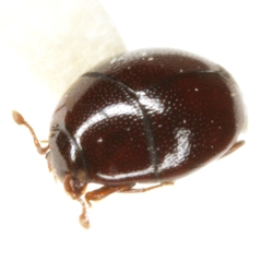 Acritus acaroides