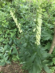 Digitalis lutea