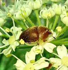 Cychramus luteus