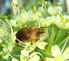 Cychramus luteus