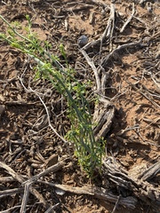 Ibervillea tenuisecta