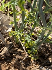 Ibervillea tenuisecta