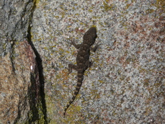 Tarentola mauritanica