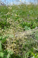 Trinia multicaulis