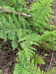 Dryopteris dilatata