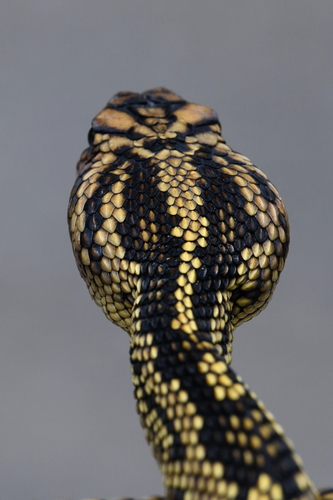 Totonacan Rattlesnake
