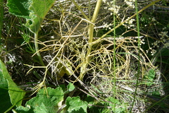 Trinia multicaulis
