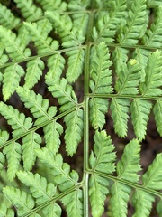 Dryopteris dilatata